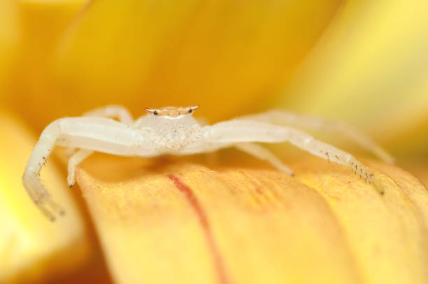 istock Beautiful White Color Crab spider 1154930309