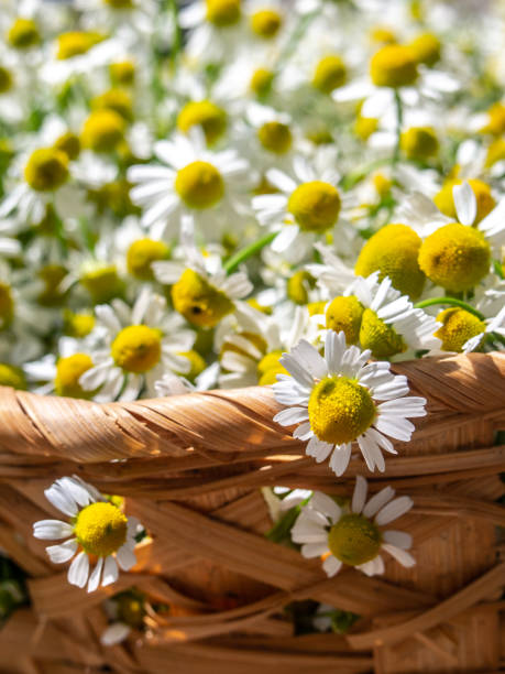 istock Chamomile flowers in the basket. 1154932115