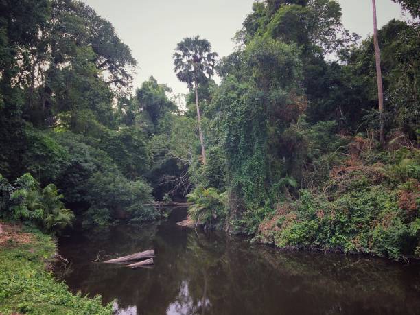 istock River in the middle of the forest 1154932173