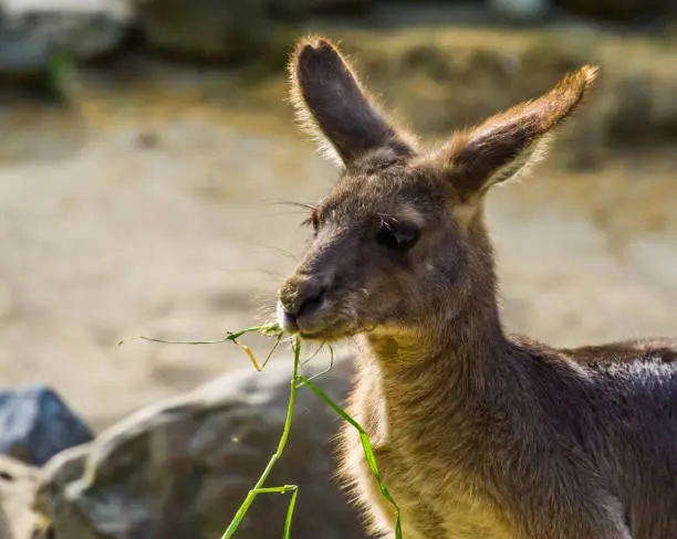 Photo of Eastern grey kangaroo eating grass, Face in closeup, Marsupial from Australia