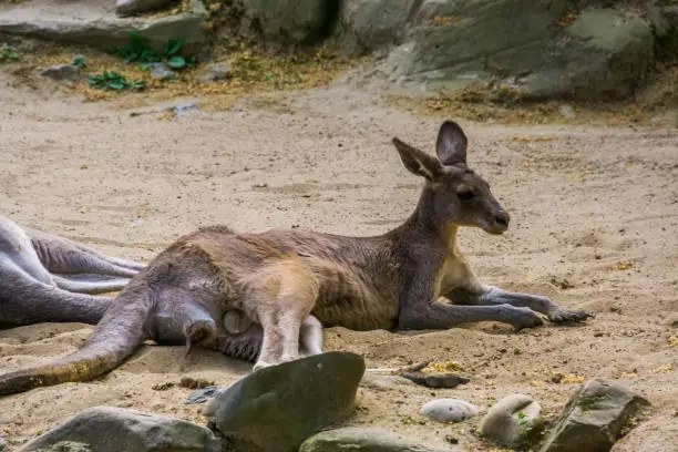 Photo of Portrait of a male eastern kangaroo laying in the sand, visible genitalia, Marsupial from Australia