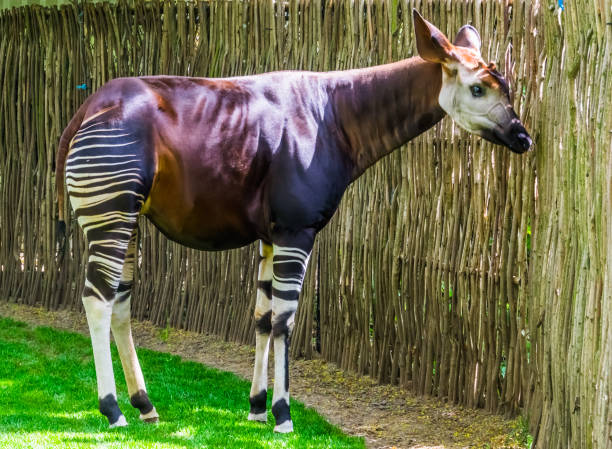 istock Okapi in closeup, Endangered animal specie, giraffe from Congo, Africa 1154932326