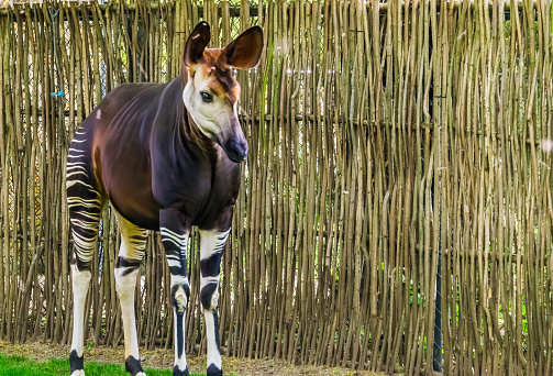 primer plano de un Okapi, especie de jirafa en peligro de extinción tropical del Congo, África photo