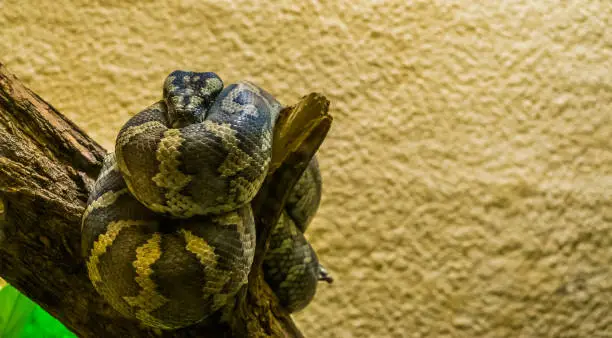 Photo of portrait of a northwestern carpet python coiled up on a tree branch, tropical reptile from Australia