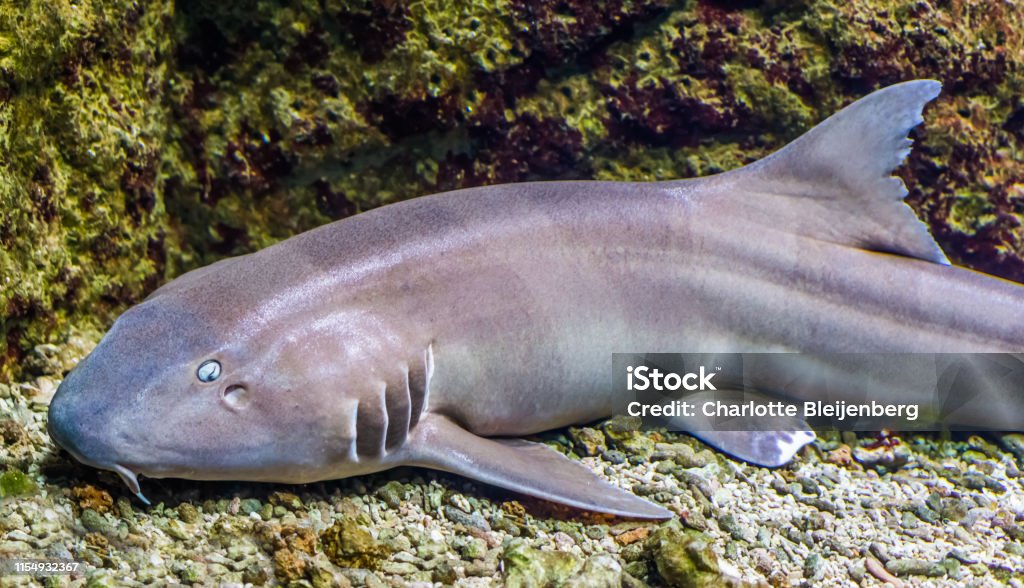 brown banded bamboo shark in closeup, tropical fish from the indo-pacific ocean Shark Stock Photo