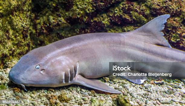 Brown Banded Bamboo Shark In Closeup Tropical Fish From The Indopacific Ocean Stock Photo - Download Image Now