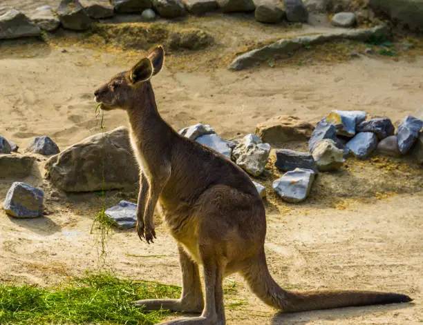 Photo of portrait of a eastern grey kangaroo, tropical marsupial from Australia