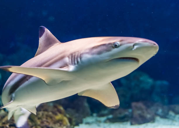 closeup of a black tip reef shark, tropical near threatened fish specie form the indian and pacific ocean - requiem shark imagens e fotografias de stock