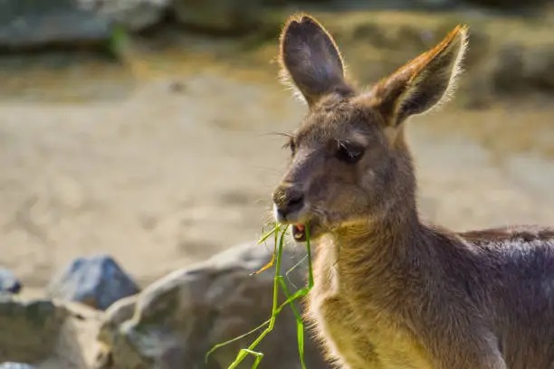 Photo of closeup of a eastern grey kangaroo eating grass, Marsupial from Australia