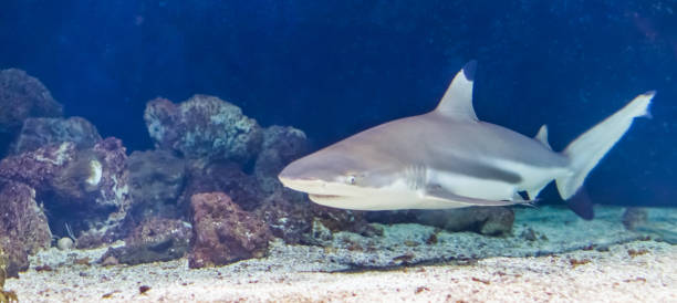 black tip reef shark swimming under water, tropical near threatened fish specie from the indian and pacific ocean - requiem shark imagens e fotografias de stock