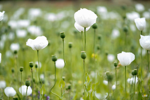 flowering poppy field - poppy flower petal stamen imagens e fotografias de stock