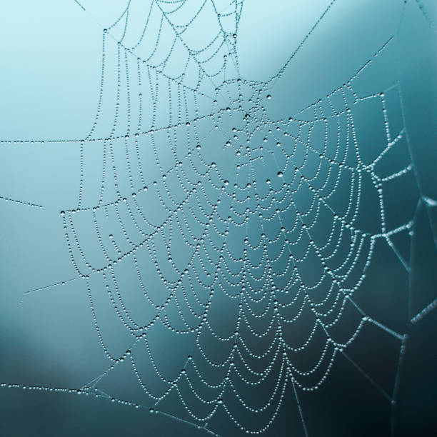 istock Dew on the web on a foggy day, selective focus, cold tones, background 1154933229