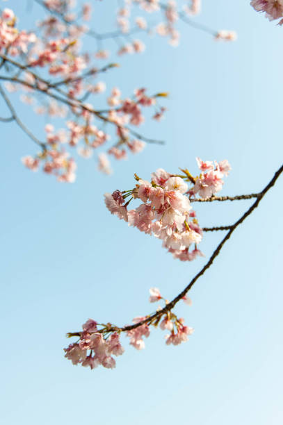 istock Clear blue sky and pink cherry blossoms 1154933230