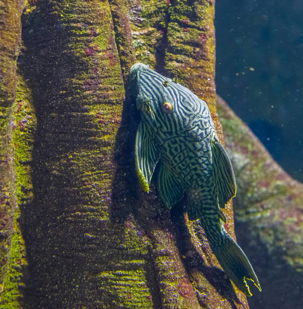 royal panaque in closeup, popular suckermouth catfish in aquaculture, Tropical fish from the Amazon basin of America royal panaque in closeup, popular suckermouth catfish in aquaculture, Tropical fish from the Amazon basin of America pleco stock pictures, royalty-free photos & images