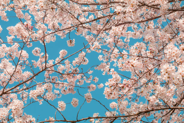 istock Beautiful cherry blossom sakura in spring time with sky  background in Japan. 1154933780
