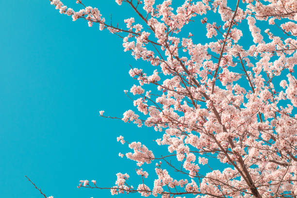 istock Beautiful cherry blossom sakura in spring time with sky  background in Japan. 1154933782