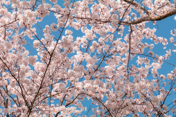 istock Beautiful cherry blossom sakura in spring time with sky  background in Japan. 1154933828