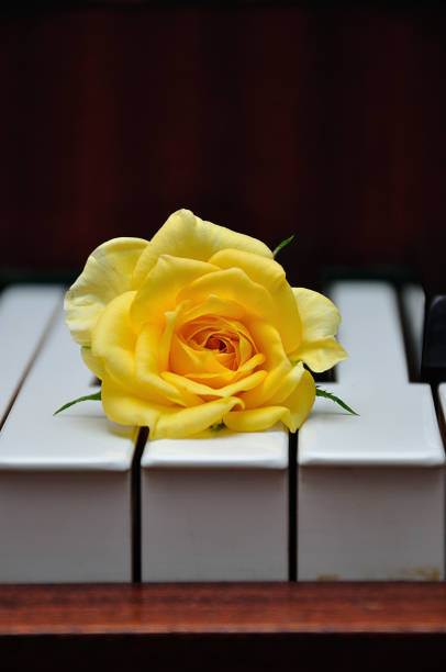 istock A yellow rose displayed on top of piano keys 1154934645