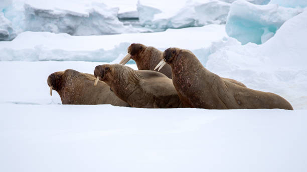 istock An ugly of walruses on the fast ice around Svalbard 1154935080