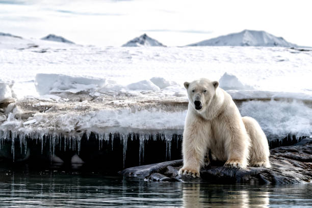 dorosły samiec niedźwiedzia polarnego na krawędzi lodu w svalbardzie - polar bear global warming ice bear zdjęcia i obrazy z banku zdjęć
