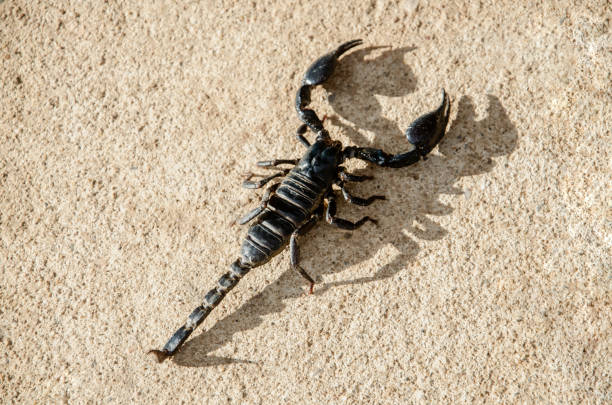istock Emperor Scorpion on the cement floor,Hard light makes to shadow of Scorpion. 1154936461