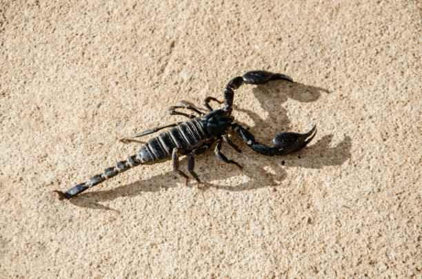 istock Emperor Scorpion on the cement floor,Hard light makes to shadow of Scorpion. 1154936465