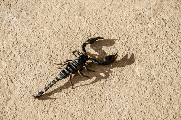 Emperor Scorpion on the cement floor,Hard light makes to shadow of Scorpion. stock photo