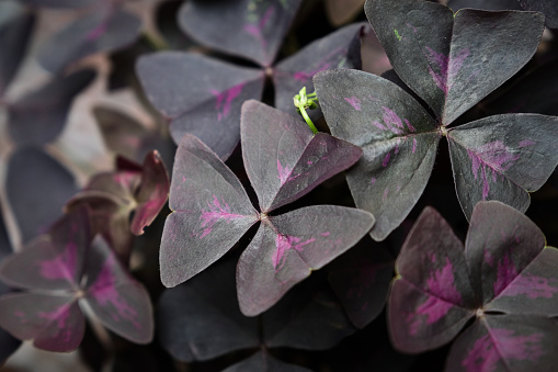 Purple clover plant