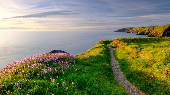 Ceibwr Bay, UK - May 22, 2019:  Spring evening light on the coastal path and Sea Pinks in Ceibwr Bay, Pemroke, Wales, UK