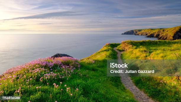 Spring Evening Light On Thrift Sea Pinks In Ceibwr Bay Pembroke Wales Stock Photo - Download Image Now