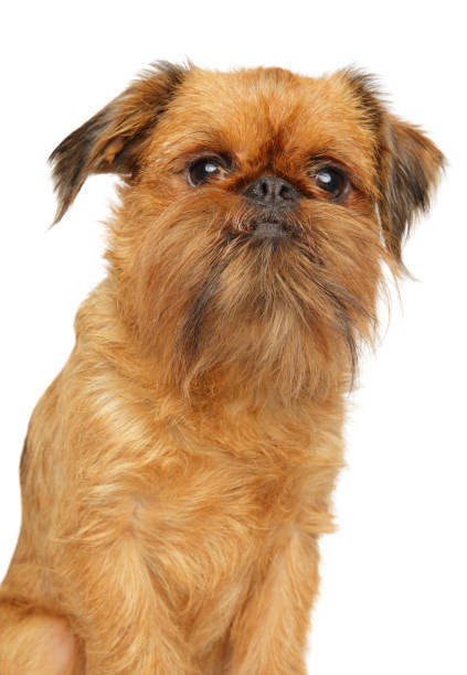 istock Griffon dog portrait, isolated on white 1154937028