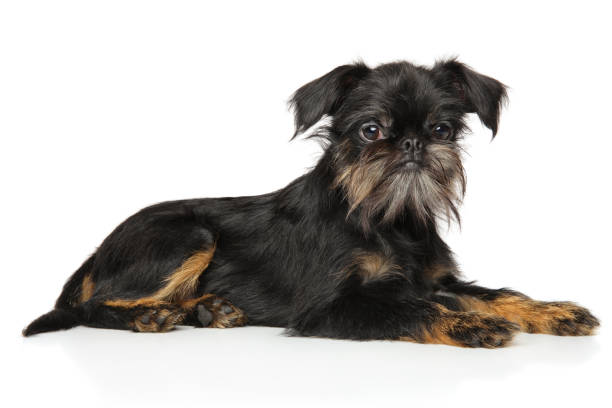 Brussels Griffon resting Griffon Bruxellois puppy resting in front of white background. Animal themes brussels griffon dog lying down stock pictures, royalty-free photos & images