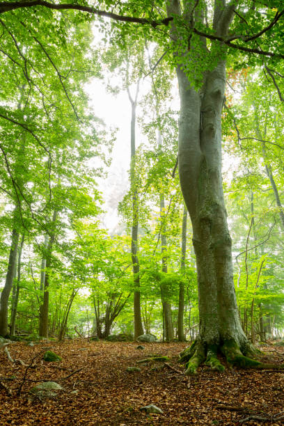 istock Beautiful bright autumn leaf birch forest scene with a large tree trunk in the foreground and brown leafs on forest ground. 1154937225
