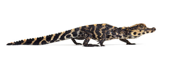 istock Dwarf crocodile, Osteolaemus tetraspis also know as African dwarf crocodile, broad-snouted crocodile, or bony crocodile against white background 1154937237