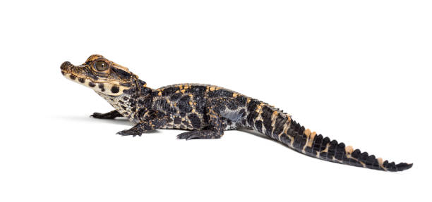 istock Dwarf crocodile, Osteolaemus tetraspis also know as African dwarf crocodile, broad-snouted crocodile, or bony crocodile looking at camera against white background 1154937265
