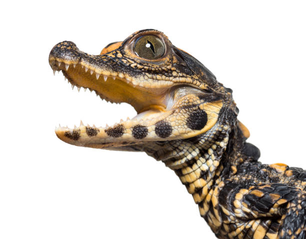 dwarf crocodile, osteolaemus tetraspis also know as african dwarf crocodile, broad-snouted crocodile, or bony crocodile looking at camera against white background - snouted imagens e fotografias de stock