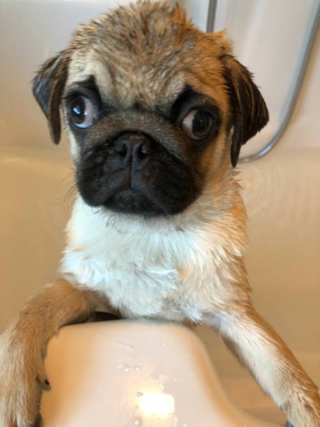 istock Bath time for a pug puppy baby 1154937508