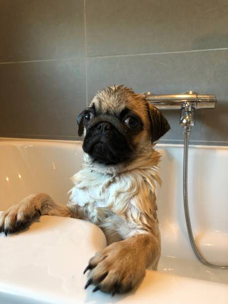 istock Bath time for a pug puppy baby 1154937560