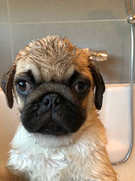 istock Bath time for a pug puppy baby 1154937569