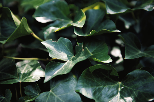 Flowers And Aromatic Plants In A Botanical Garden: Ivy, Hedera helix