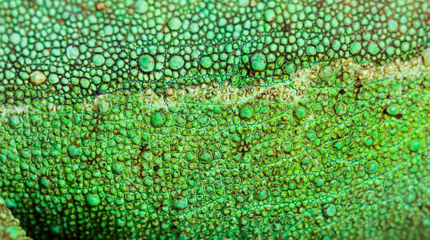 istock Jackson's horned chameleon, Trioceros jacksonii, in close up 1154937573