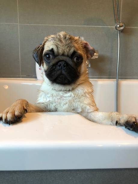 istock Bath time for a pug puppy baby 1154937592
