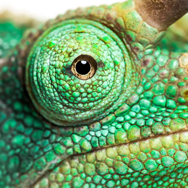 Eye close-up on a Jackson's horned chameleon, Trioceros jacksonii looking at camera against white background