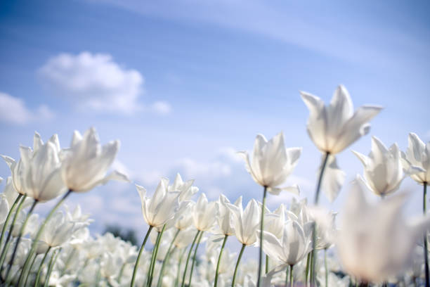 Spring blooming tulip field.Tulips are colorful flowers openSpring floral background.