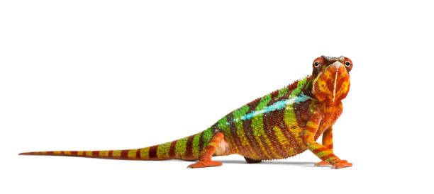 istock Panther chameleon, Furcifer pardalis looking at camera against white background 1154937788