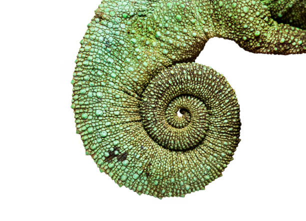 istock Jackson's horned chameleon, Trioceros jacksonii, in close up against white background 1154937791