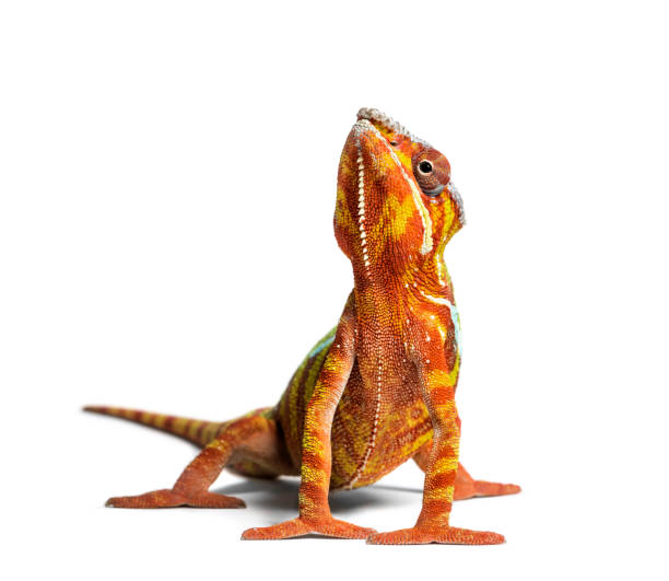 Panther chameleon, Furcifer pardalis looking at camera against white background