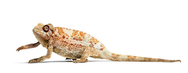 istock Panther chameleon, Furcifer pardalis looking at camera against white background 1154938469