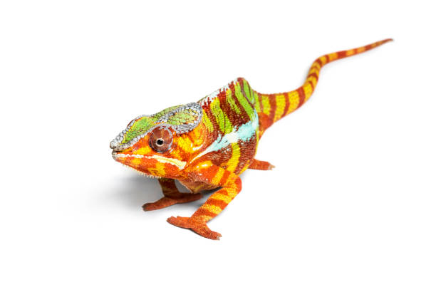 istock Panther chameleon, Furcifer pardalis against white background 1154938510