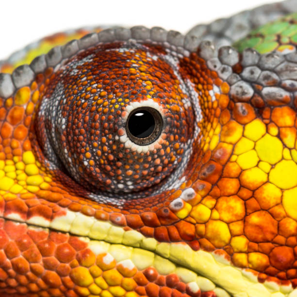 istock Panther chameleon, Furcifer pardalis looking at camera against white background 1154938536